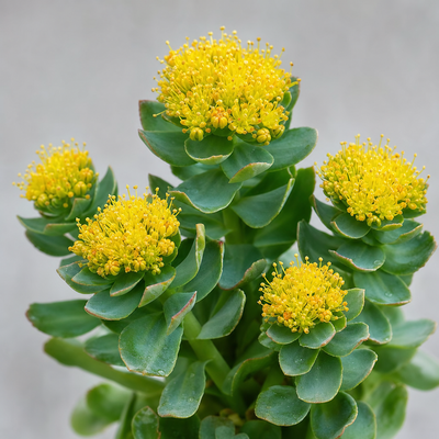 Rhodiola rosea