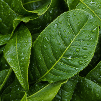 Thé vert
