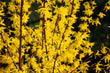 Witch Hazel