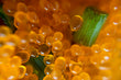 Sulphur Spring Extract