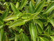Tea Tree Oil