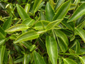 Tea Tree Oil